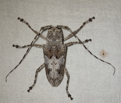 Ancylonotus tribulus