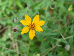Wedelia acapulcensis
