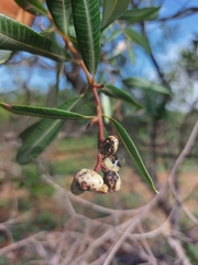 Ozoroa paniculosa paniculosa