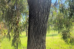 Corymbia clarksoniana