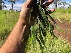 Corymbia clarksoniana