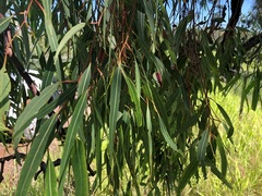 Corymbia clarksoniana