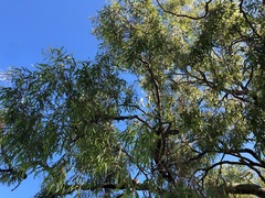 Corymbia clarksoniana