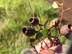Corymbia clarksoniana