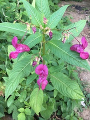 Impatiens glandulifera