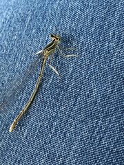 Platycnemis pennipes