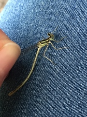 Platycnemis pennipes