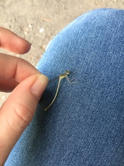 Platycnemis pennipes