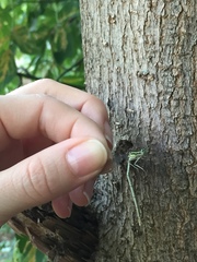 Platycnemis pennipes