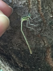 Platycnemis pennipes