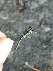 Platycnemis pennipes