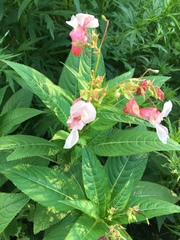 Impatiens glandulifera