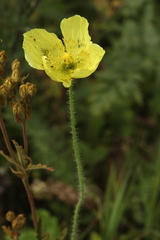 Papaver chakassicum
