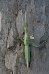 Tropidoderus rhodomus