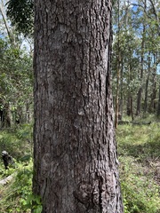 Corymbia trachyphloia