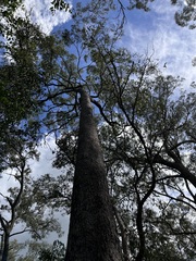 Corymbia trachyphloia