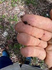 Corymbia trachyphloia