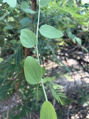 Cocculus hirsutus