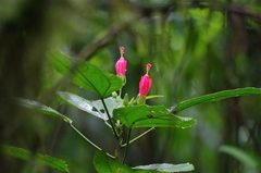 Malvaviscus palmanus