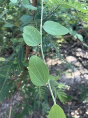 Cocculus hirsutus