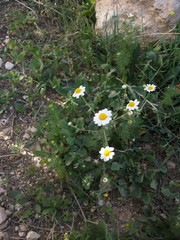 Anthemis pseudocotula