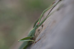 Tropidoderus rhodomus