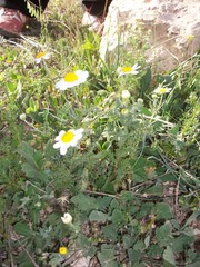 Anthemis pseudocotula