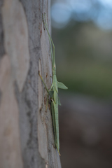 Tropidoderus rhodomus