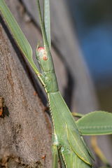 Tropidoderus rhodomus
