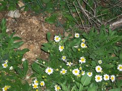 Anthemis pseudocotula