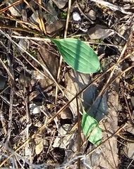Ranunculus bupleuroides