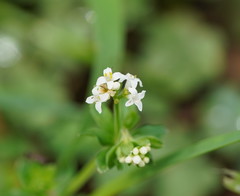 Asperula euryphylla