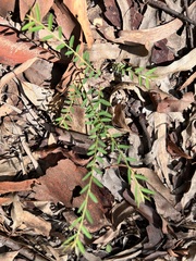 Phyllanthus virgatus