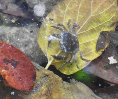 Cryptopotamon anacoluthon