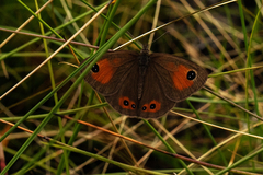 Pseudonympha cyclops