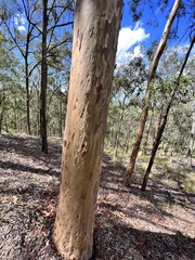 Eucalypteae