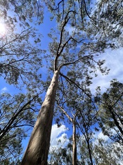 Eucalypteae