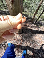 Eucalypteae