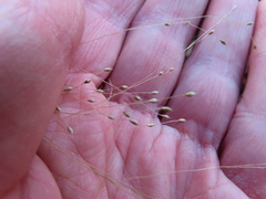 Panicum bisulcatum