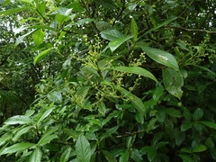 Hedyosmum bonplandianum