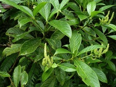 Hedyosmum bonplandianum