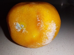 Penicillium digitatum