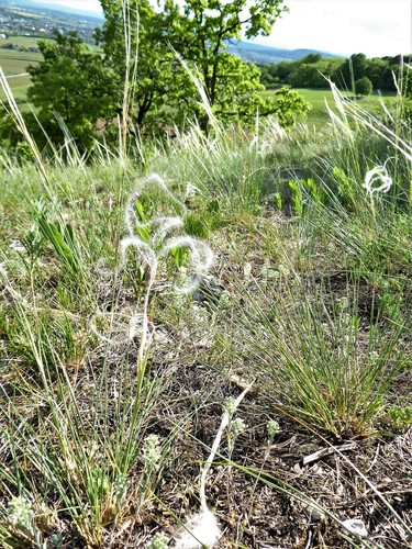 Image of Stipa eriocaulis by (c) Michael Andresek, some rights reserved (CC BY)