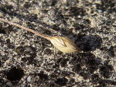 Panicum bisulcatum
