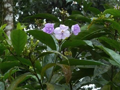 Brunfelsia grandiflora