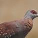 Southern Speckled Pigeon - Photo (c) Fiona Hellmann, some rights reserved (CC BY-NC), uploaded by Fiona Hellmann