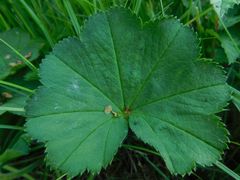 Alchemilla crinita