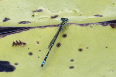 Austroagrion exclamationis