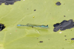 Austroagrion exclamationis