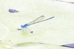Pseudagrion cingillum